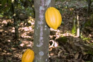 Cara Merawat Tanaman Kakao
