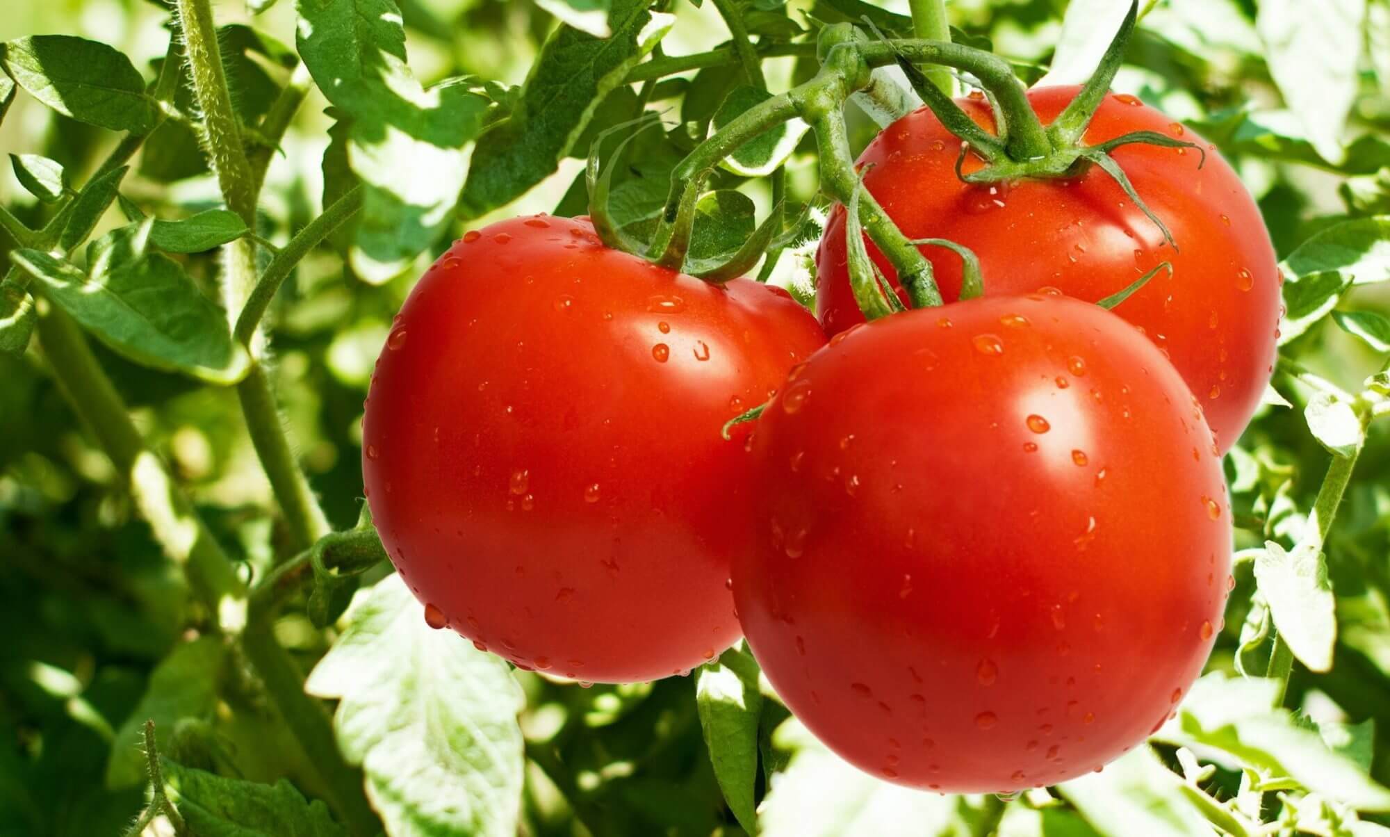 Fungisida Alami dari Daun Tomat