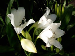 Cara Merawat Bunga Lily Putih