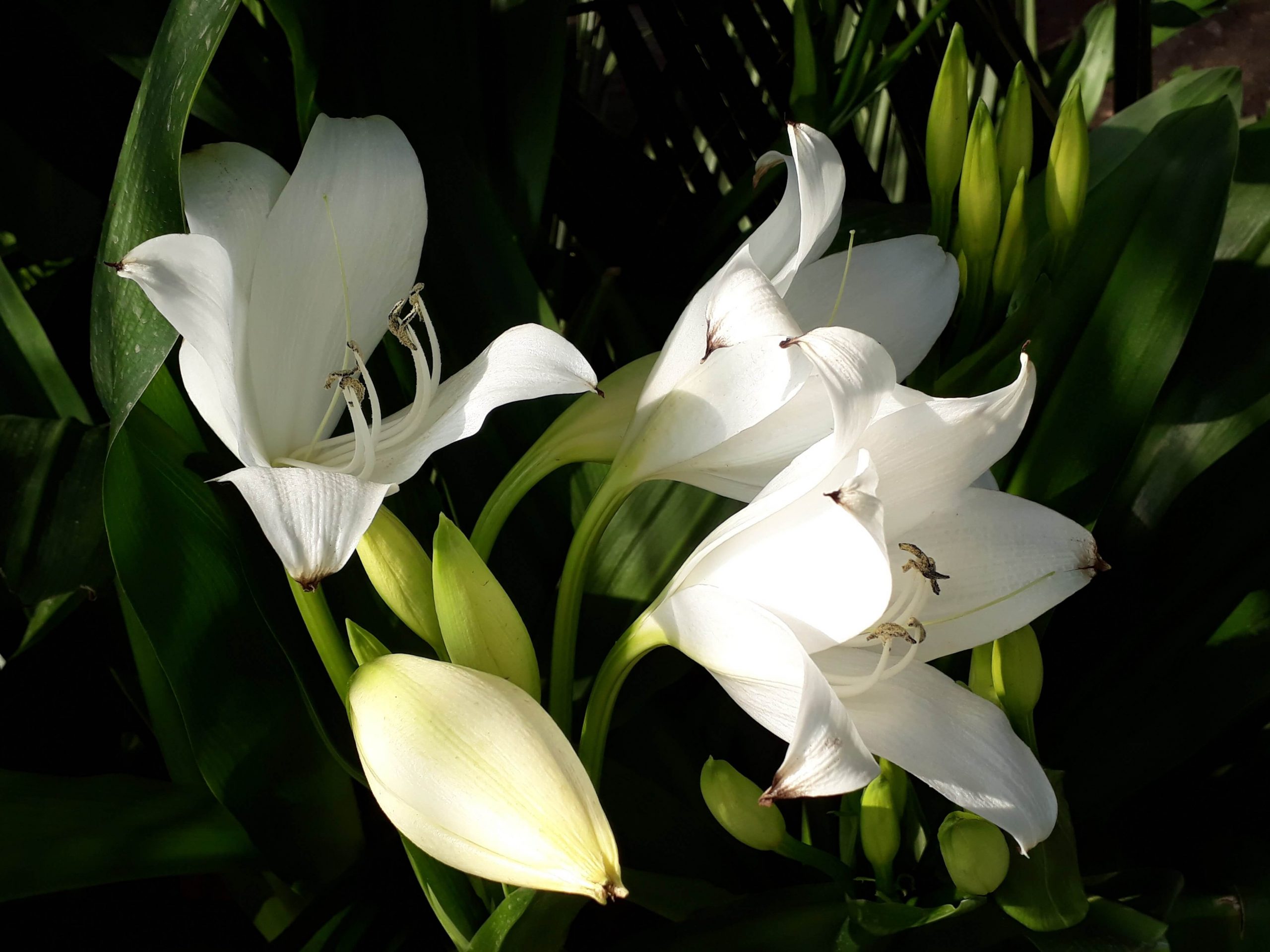 Fakta Unik Bunga Lily Putih