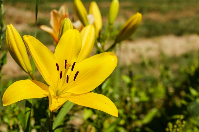 cara menanam bunga iris kuning