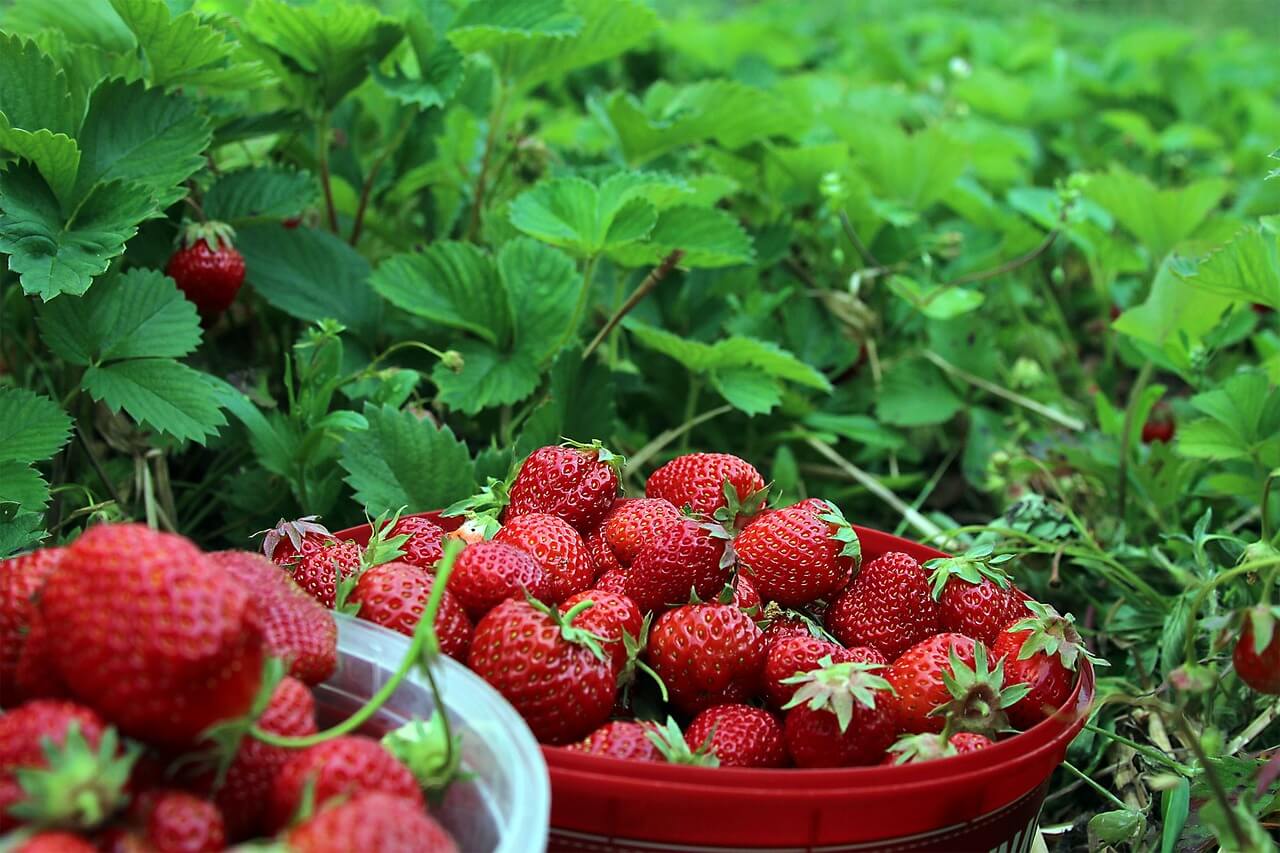 manfaat buah strawberry untuk kesehatan