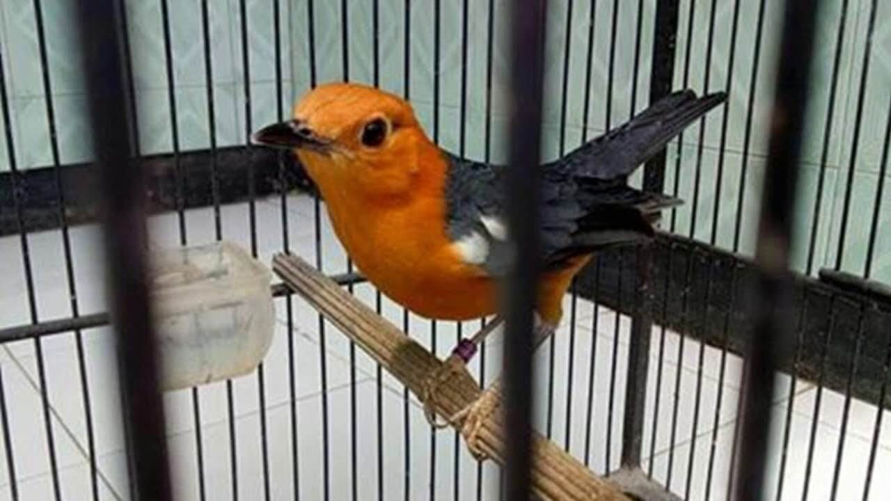 7 Cara Budidaya Burung Anis Merah  Beserta Ciri cirinya