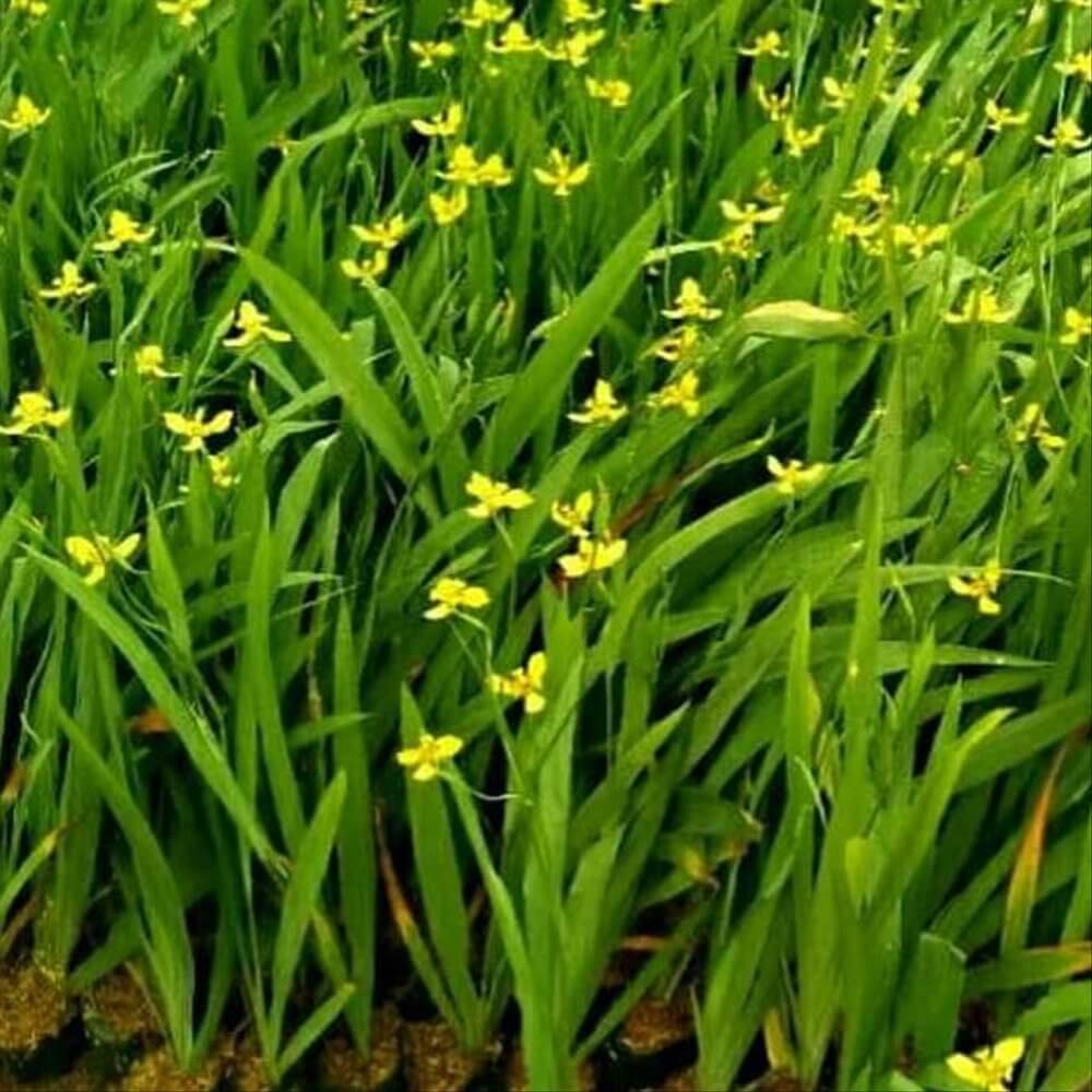 cara menanam bunga iris kuning