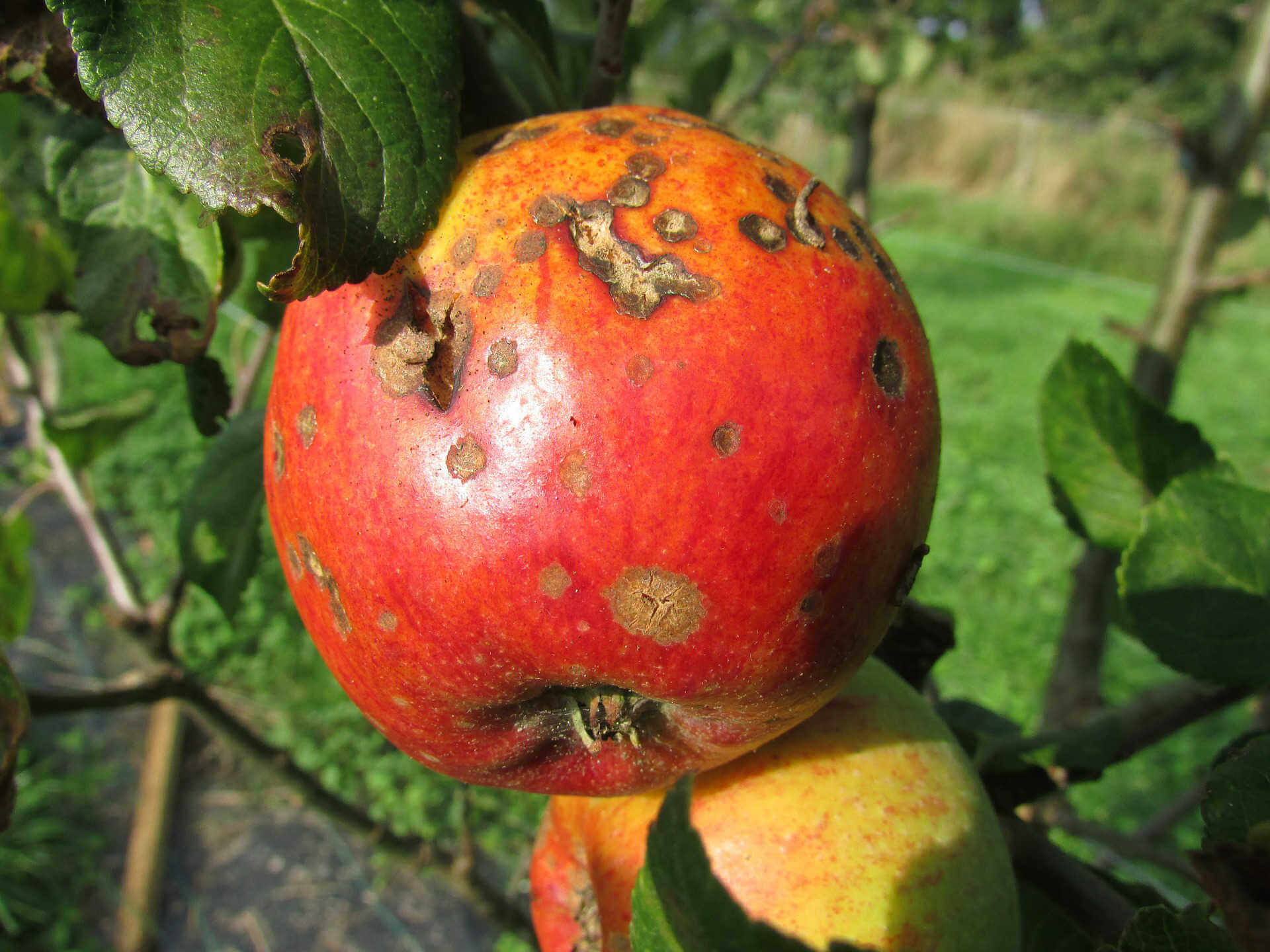 Hama dan Penyakit Utama pada Pohon Apel