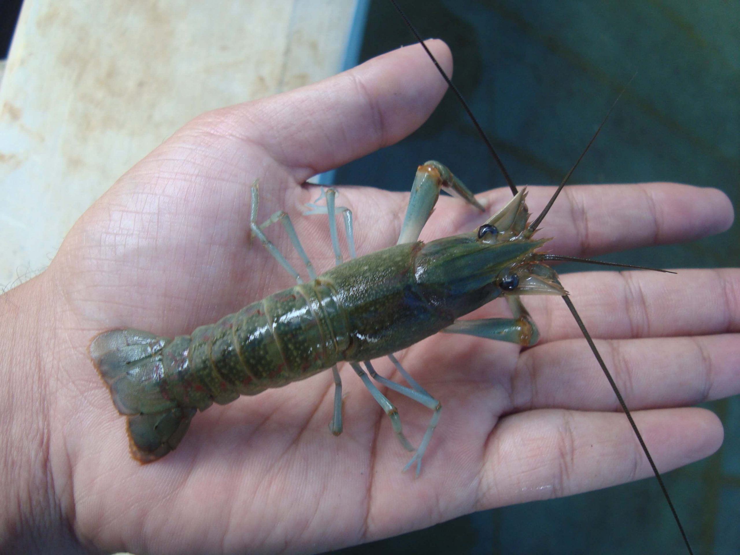 Penyakit yang Sering Menyerang Budidaya Lobster